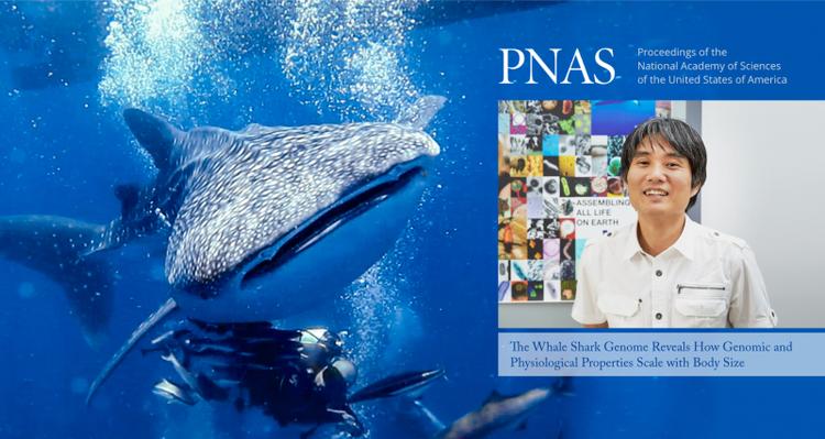UNIST Reveals the Whole Genome Sequences of Whale Sharks