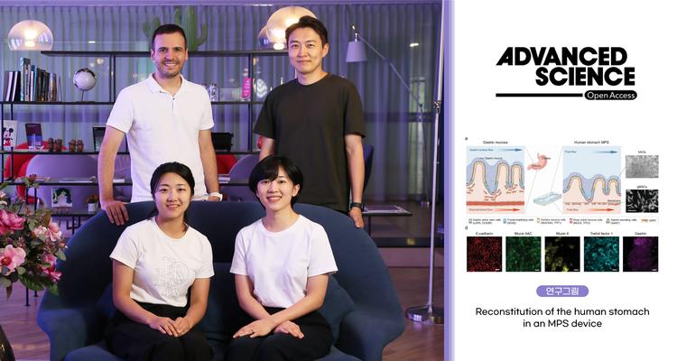Revolutionary Breakthrough: Human Stomach Micro-Physiological System Unveiled