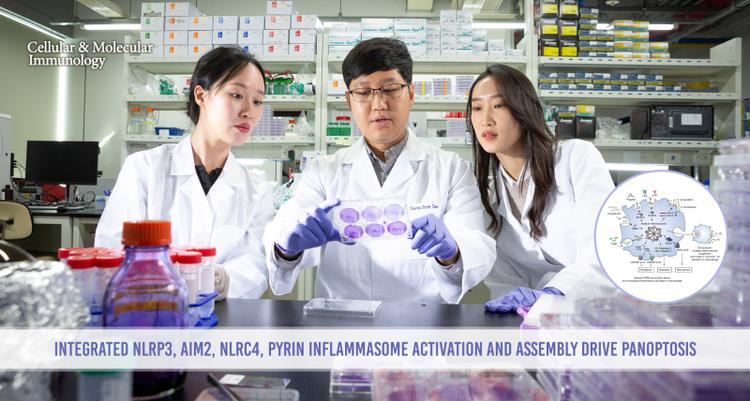 New Study Uncovers Molecular Interactions Driving Multiple Inflammasome Activation and Inflammatory Cell Death