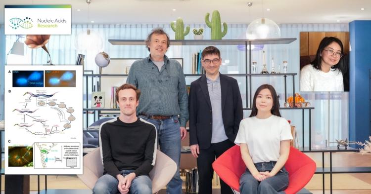 New Insights into Safe Cell Division: Key Protein as the Last Line of Defense Against DNA Bridges