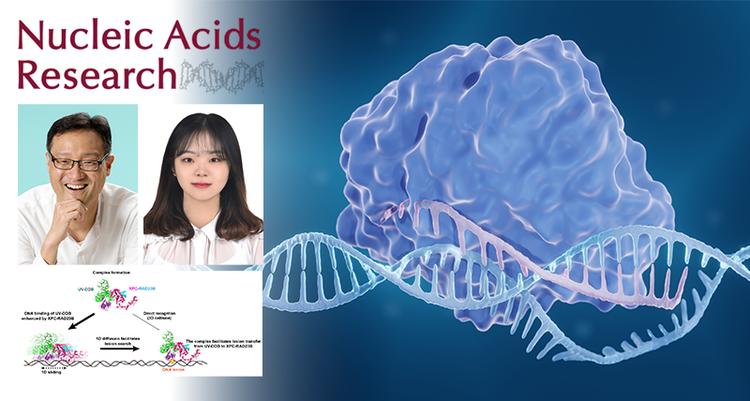 New Discovery Reveals How Two Proteins Collaborate to Detect UV-Induced DNA Damage