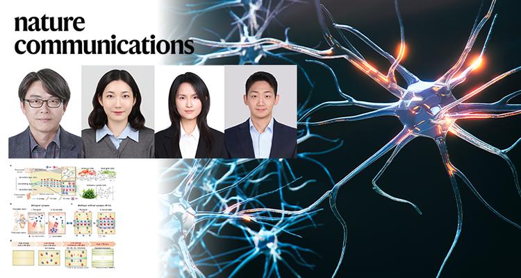 UNIST Unveils Ultra-Low Power, Fully Biodegradable Artificial Synapse with Record-Breaking Memory