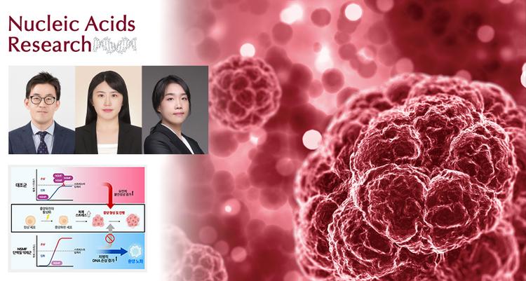 New Study Identifies NSMF Protein as Key Regulator in Colorectal Cancer